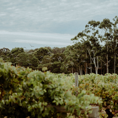 Grape vines at Simpson Estate