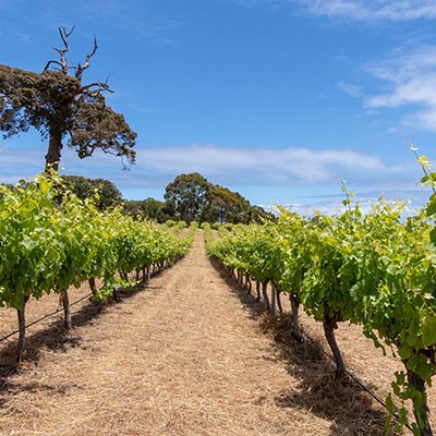 Rows of vines at Simpson Estate