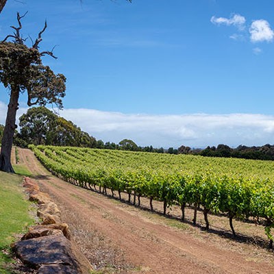 Panorama view of the vineyard at Simpson Estate