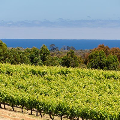 Grape vines at Simpson Estate