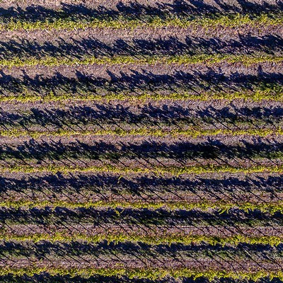 Vines at Simspon Estate in straight rows viewed from a drone