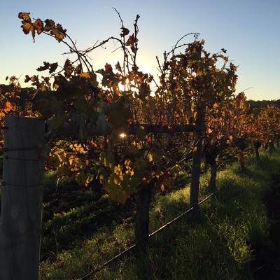 Vines at Sunrise